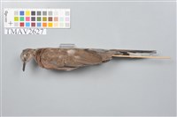 藏品(斑頸鳩)的圖片